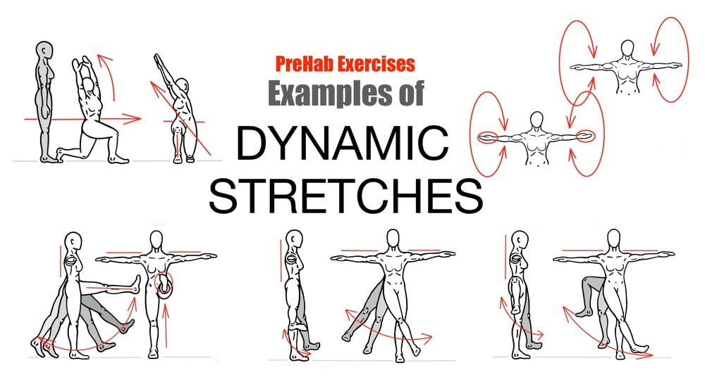 Dynamic Muscle Stretching